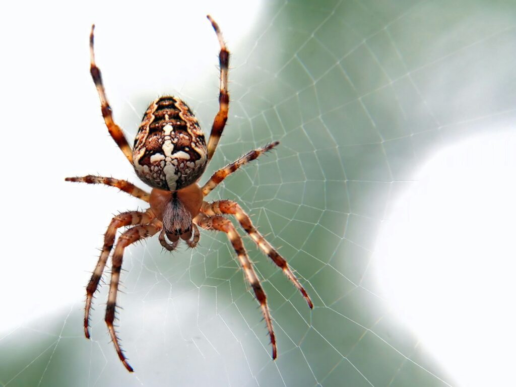 Orb-weaver spider on its web, a visual symbol of Anansi in West African storytelling