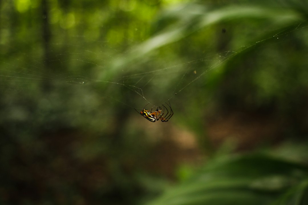 Spider representing Anansi in West African storytelling