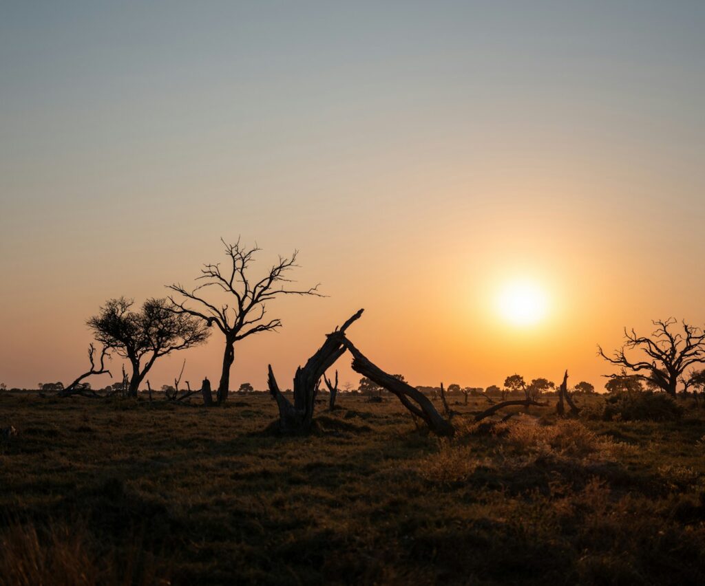 Tree silhouetted against a golden sunset, evoking the setting of traditional folktales